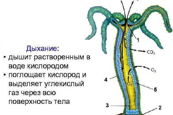 Кракен зеркало на сегодня