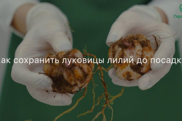 Кракен нов