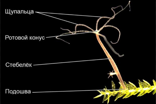 Кракен торговая