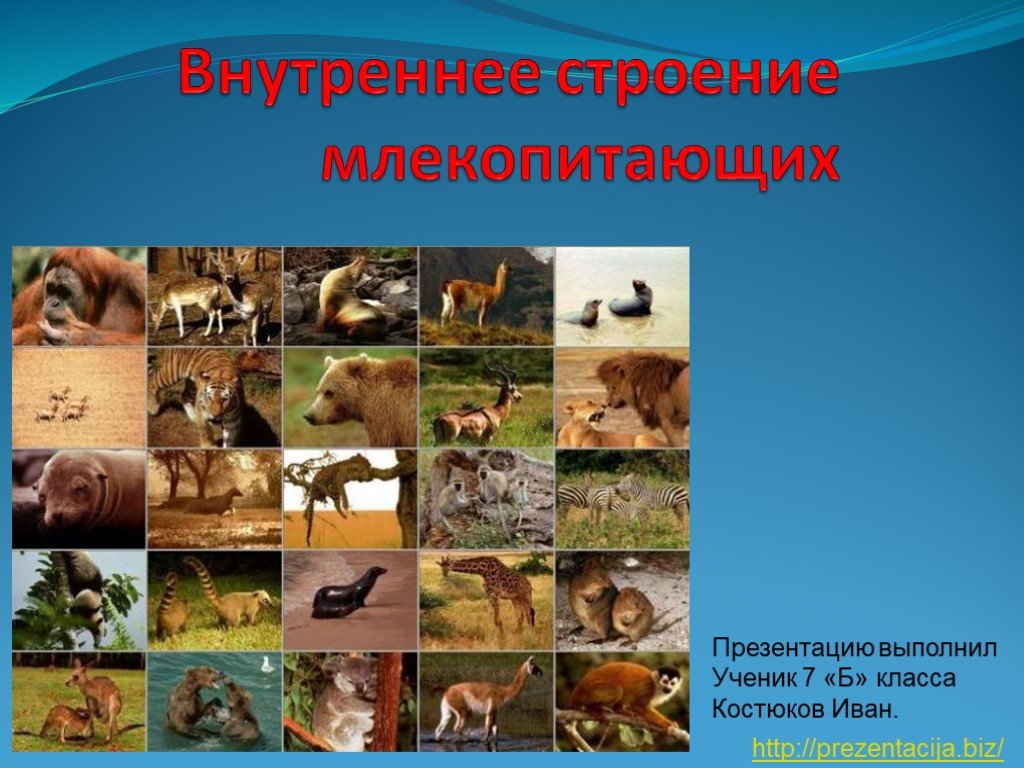 Hydra маркетплейс