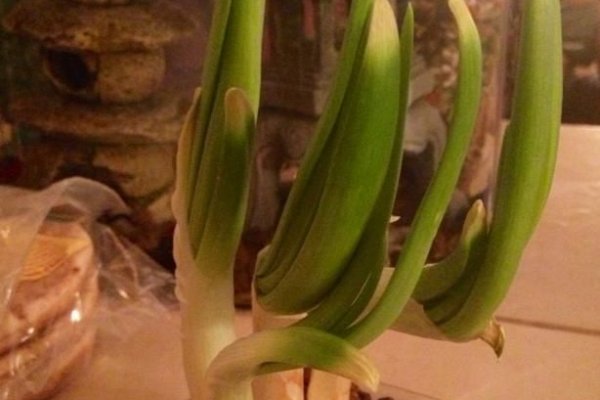 Kraken istand onion